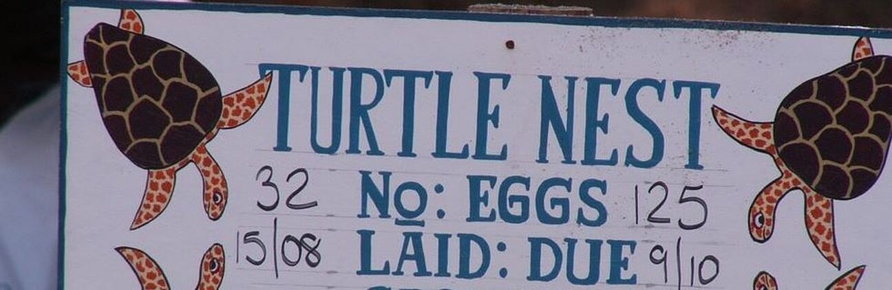 Amani_Beach_nest_sponsorship__F_St_John_-1