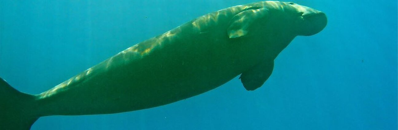 Dugong_Mayotte_Nov_06__1_