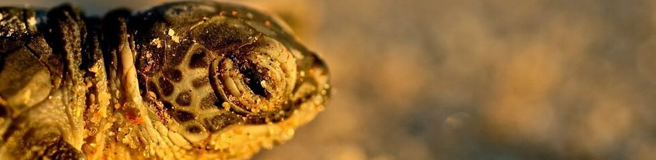turt0154