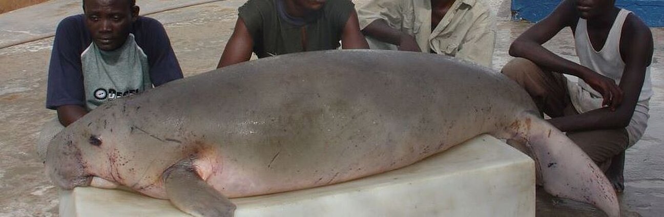Dugong_March-1