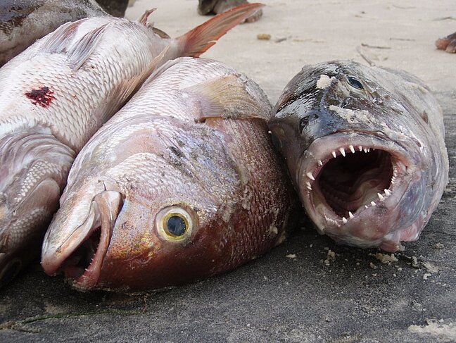 FAD_fish_measuring_Mafia__22_