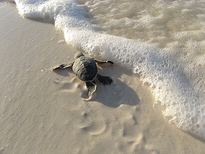 Green_turtle_hatchling_reaches_the_sea_01