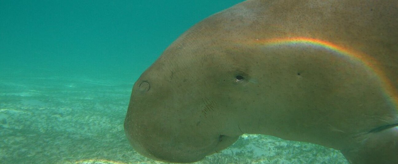 Dugong__10_