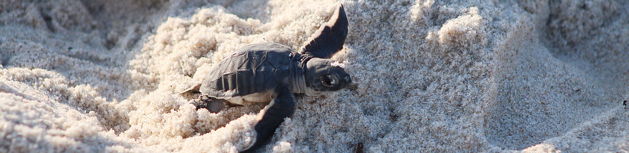 Nesting_03