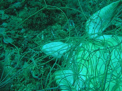 Turtles-dead-jarife-03