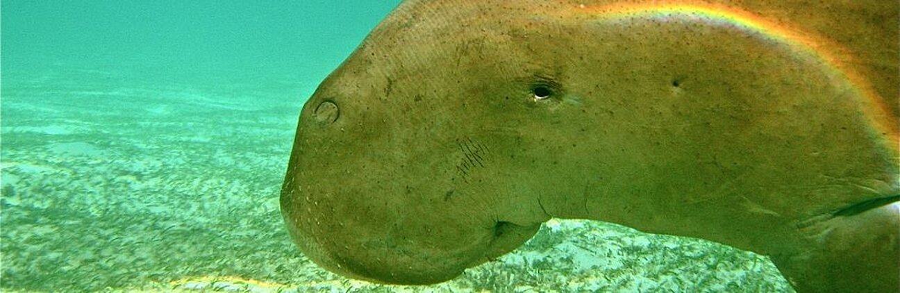Dugong__10_