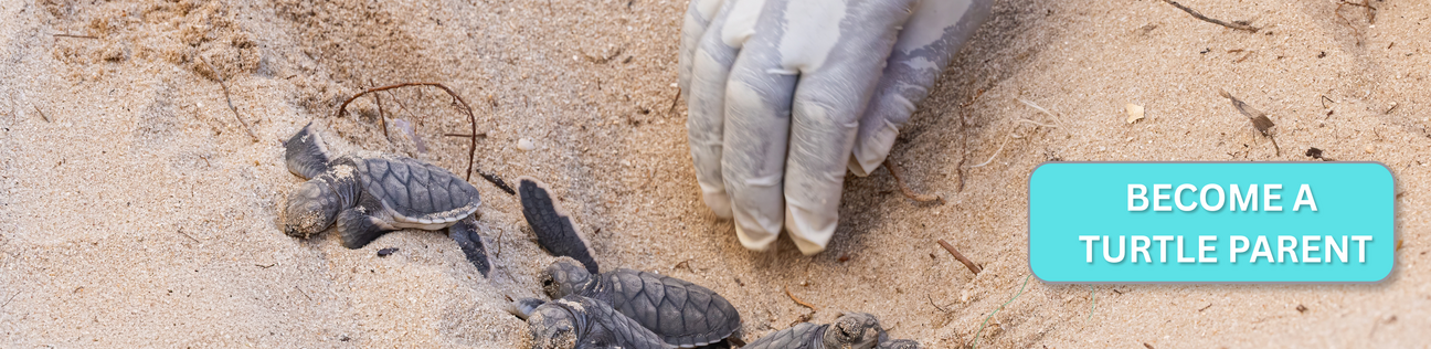BECOME_A_TURTLE_PARENT