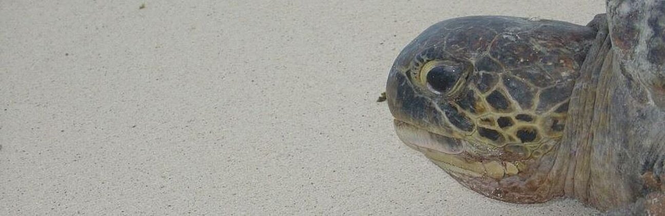 Green_Juani_2__C_Muir_-1