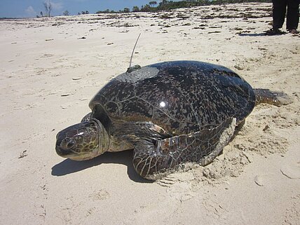Molly_returns_to_the_sea